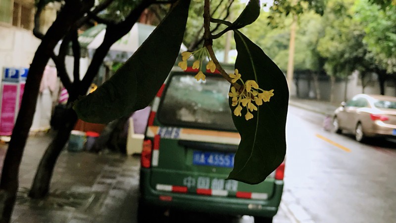 乱逛 &#124; 桂花香的时候，我去了趟桂花巷