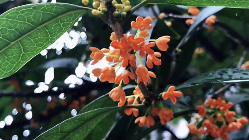 乱逛 &#124; 桂花香的时候，我去了趟桂花巷