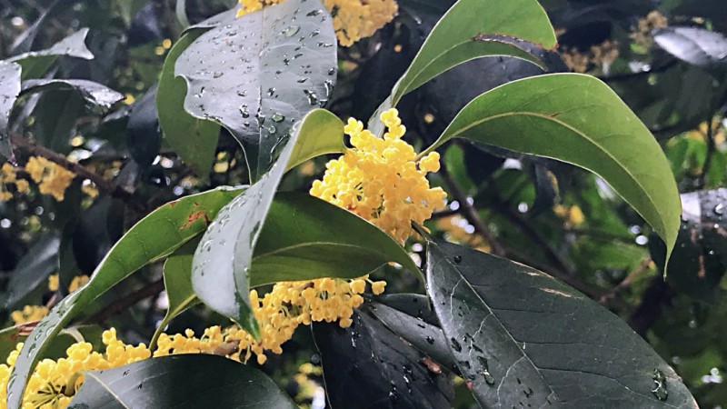 乱逛 &#124; 桂花香的时候，我去了趟桂花巷