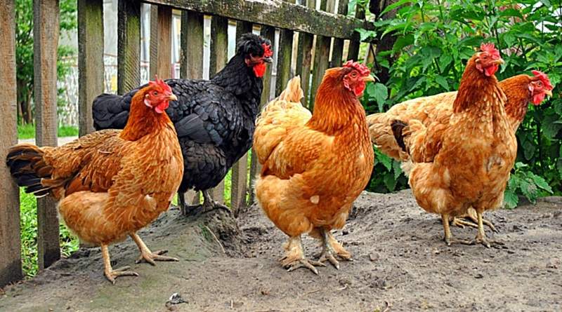 18岁少年沉迷《绝地求生》 偷鸡只为玩吃鸡游戏