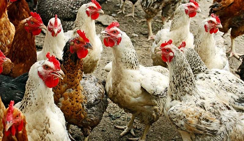 18岁少年沉迷《绝地求生》 偷鸡只为玩吃鸡游戏