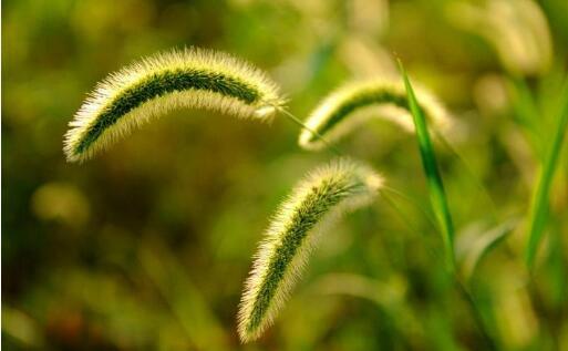 不管岁月如何变迁，提起儿时的那些事，大致有三部曲一直留在记忆深处