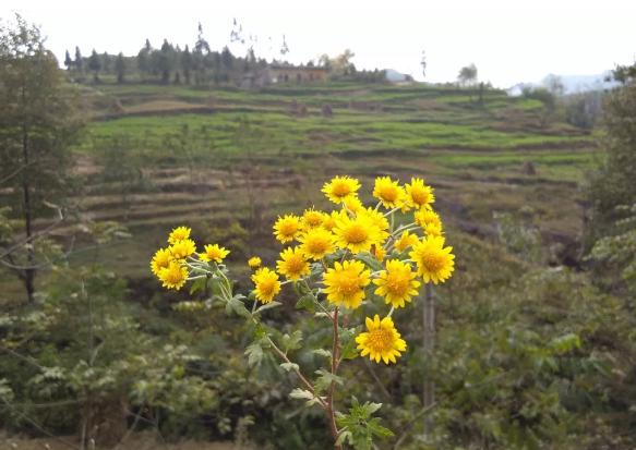 请收下这束山花