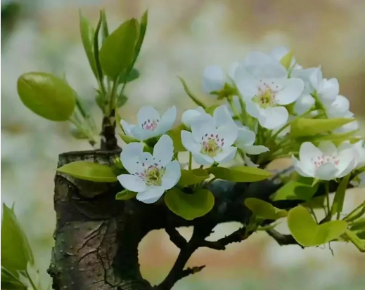 幸福溢满的家乡