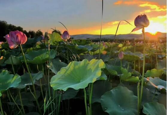 一池荷香