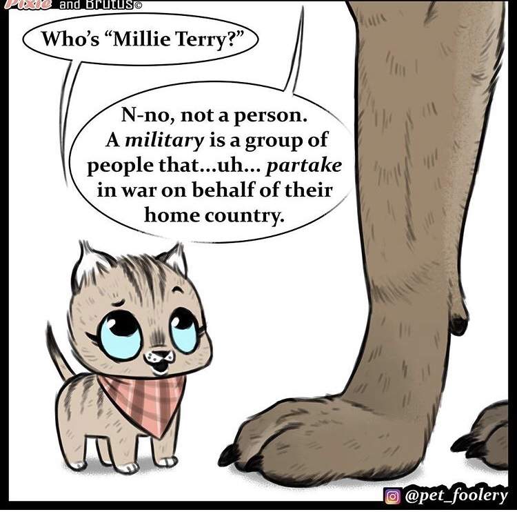 动物漫画《退役军犬与小猫咪》最新故事 布鲁托为猫咪操碎了心