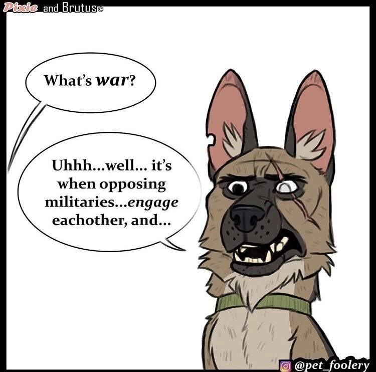 动物漫画《退役军犬与小猫咪》最新故事 布鲁托为猫咪操碎了心