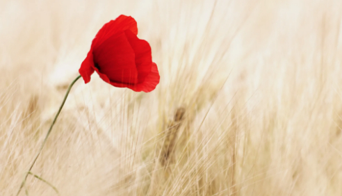 爱情去哪儿了的图片 爱情去哪儿了