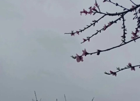 三月的时节