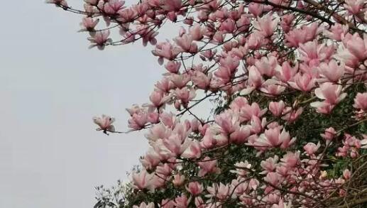 春天的希望