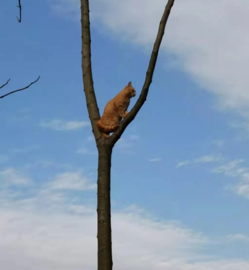 不是烦恼的烦恼