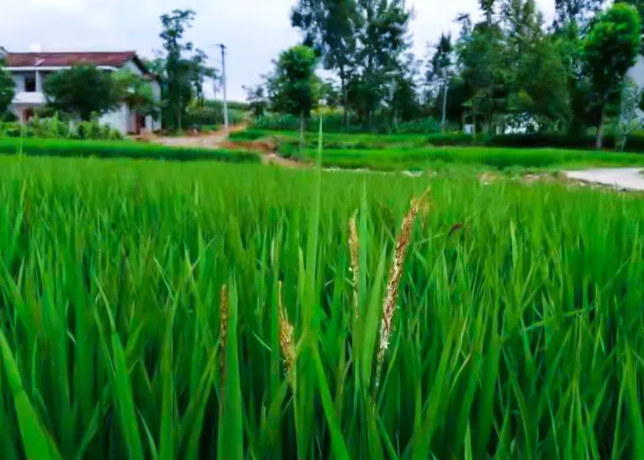 万亩稻花香烟村