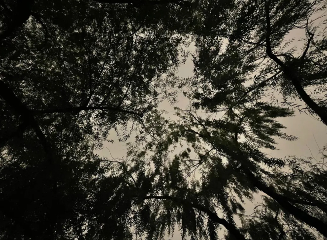 秋雨终有尽头，人却只能趁醉一次