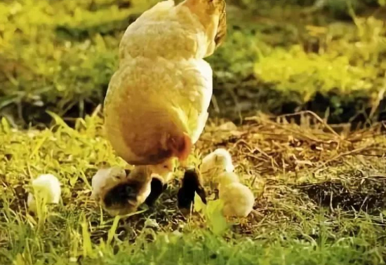 母亲找鸡